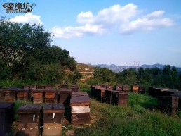 云貴高原養(yǎng)殖基地